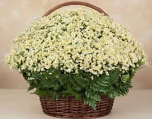 Цветочная композиция из Ромашки в корзине #REPLACE_PRED# поселок Станции Манихино