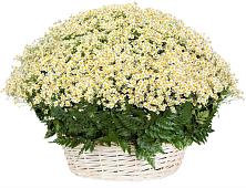 Цветочная композиция из Ромашки в корзине #REPLACE_PRED# поселок Станции Манихино